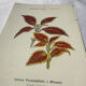 🌿 Botanical Plate Old Naturalist Engraving 19th Century Double-Sided