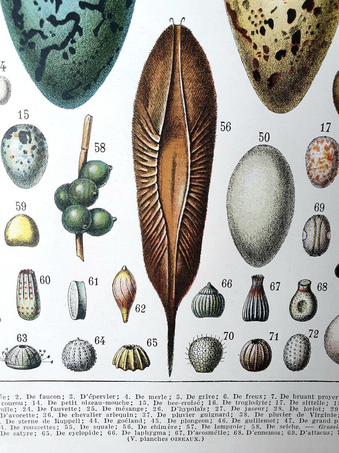 Egg board poster 40s