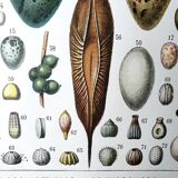 Egg board poster 40s