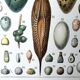 Egg board poster 40s