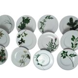 13-piece Dibbern Herbaticum porcelain dessert set circa 1980