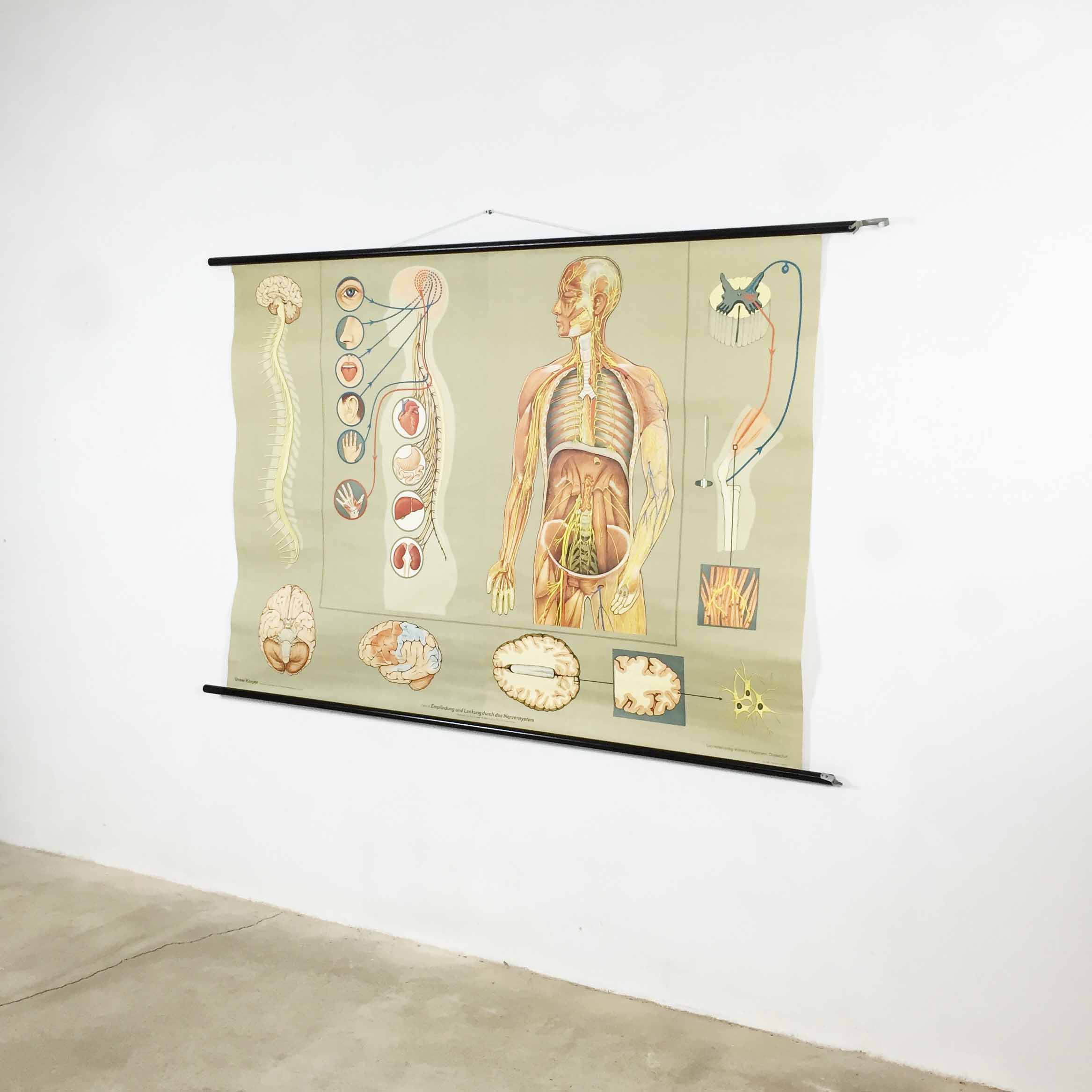 Educational pull-down Jung Koch school map human anatomy chart