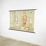 Educational pull-down Jung Koch school map human anatomy chart
