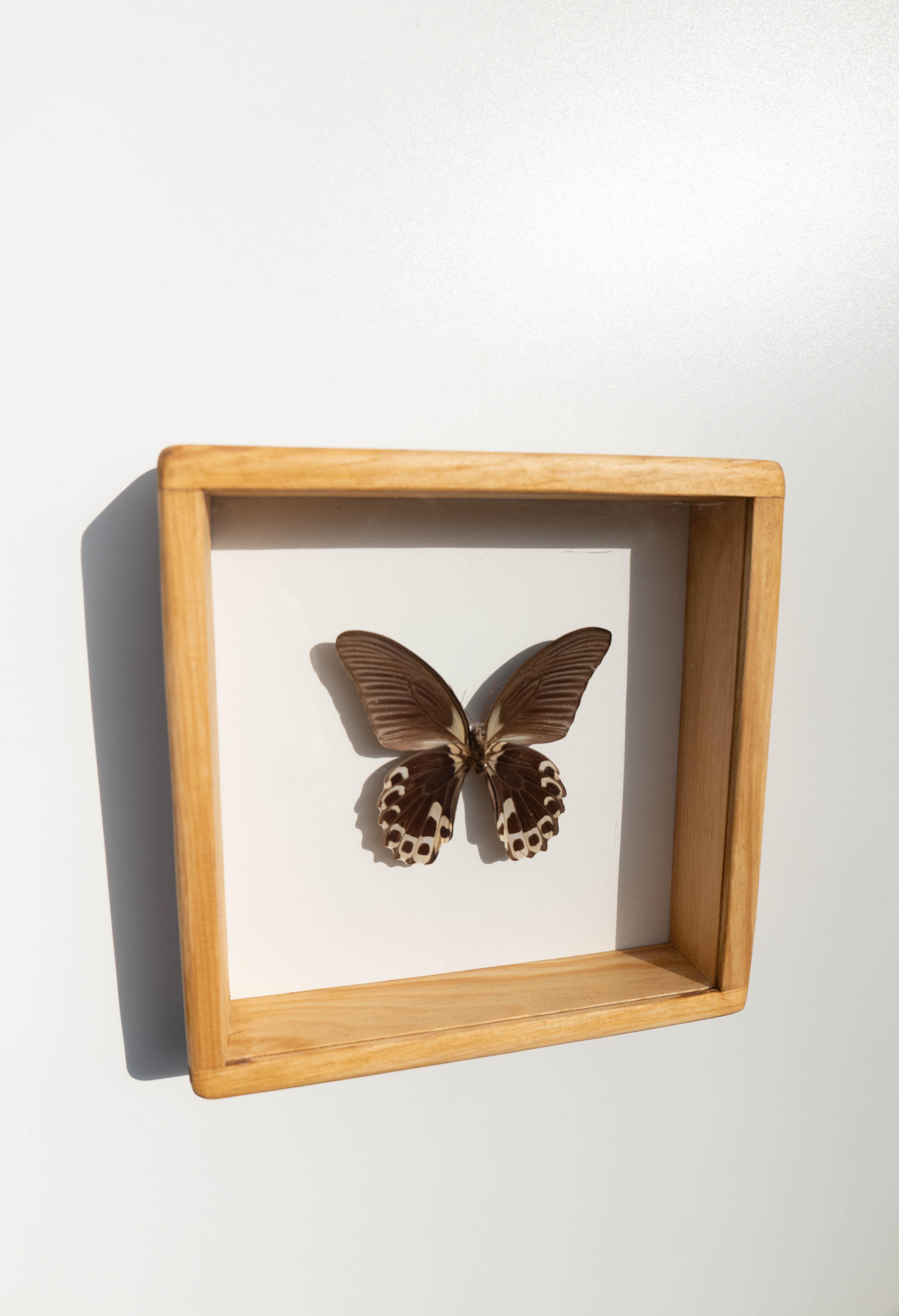 Papillon naturalisé