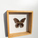 Papillon naturalisé