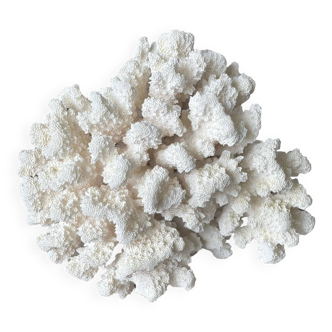 White coral.