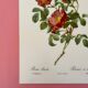 Affiche vintage, rosier d'amour de pj redouté