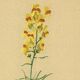 Old print 1948 - Linear by H. Strache - Vintage meadow flower