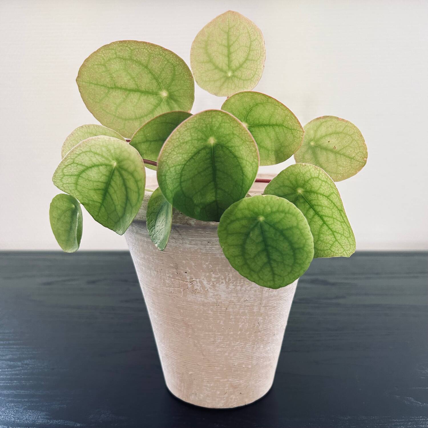 Natural Tamegroute pot