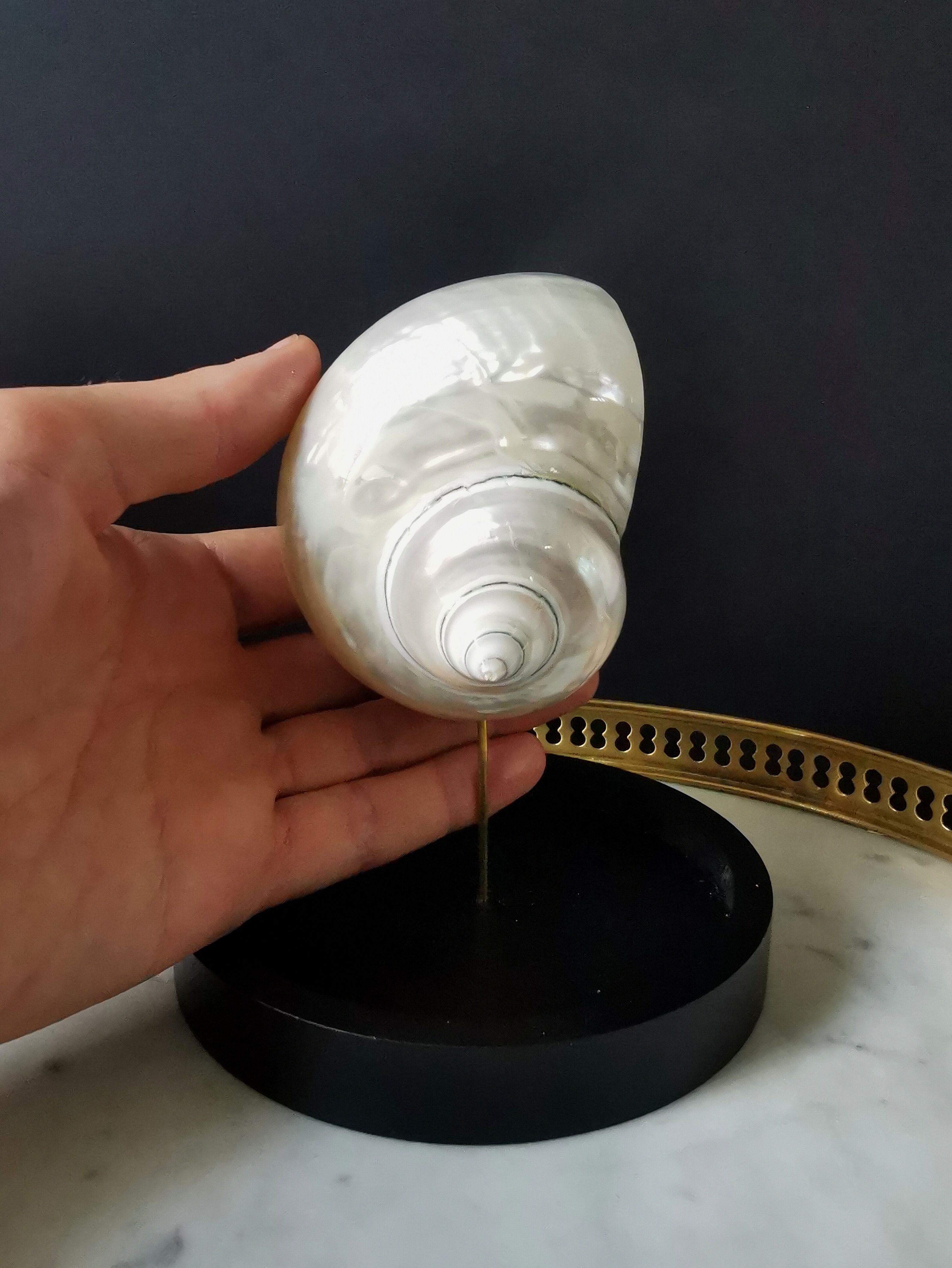 Pearl Turbo shell under glass globe. H. 18,5cm