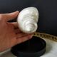 Pearl Turbo shell under glass globe. H. 18,5cm