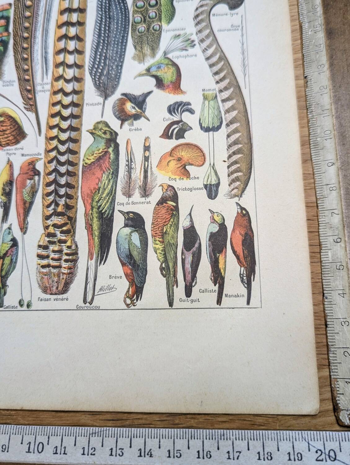 Printed in 1924, the feathers. Old naturalist illustration.