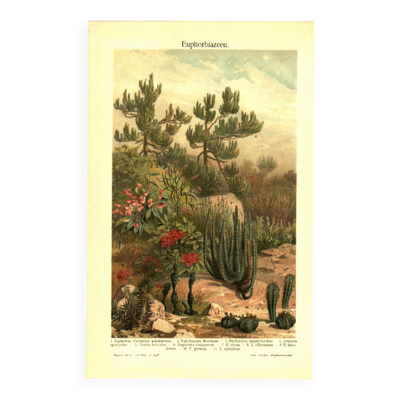 Gravure botanique de 1904 - Cactus & succulentes - Plante du désert vintage