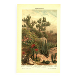 Botanical engraving from 1904 - Cacti & succulents - Vintage desert plant