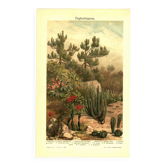 Botanical engraving from 1904 - Cactus & succulents - Vintage desert plant