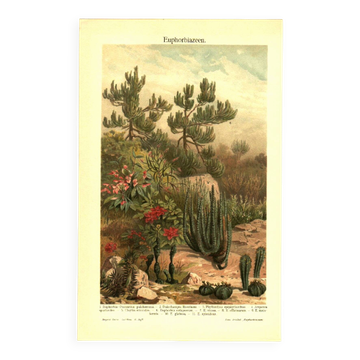 Botanical engraving from 1904 - Cactus & succulents - Vintage desert plant