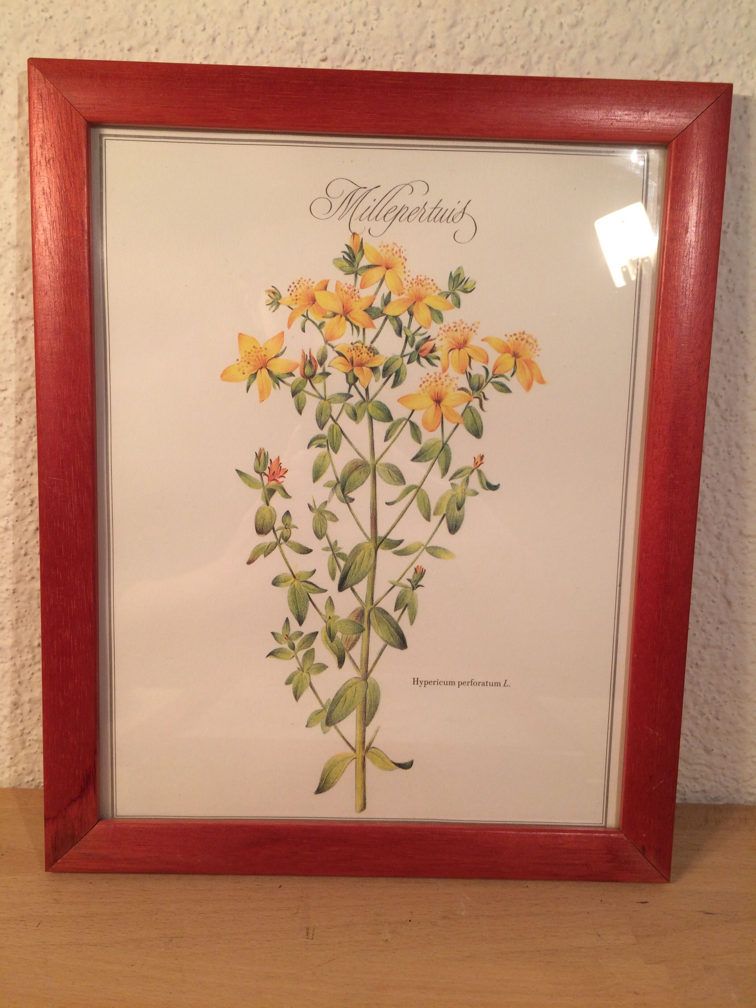 3 framed botanical posters, St. John's wort, purple, saponnary