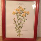 3 affiches botaniques encadrées, millepertuis, mauve, saponaire