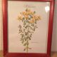 3 framed botanical posters, St. John's wort, purple, saponnary