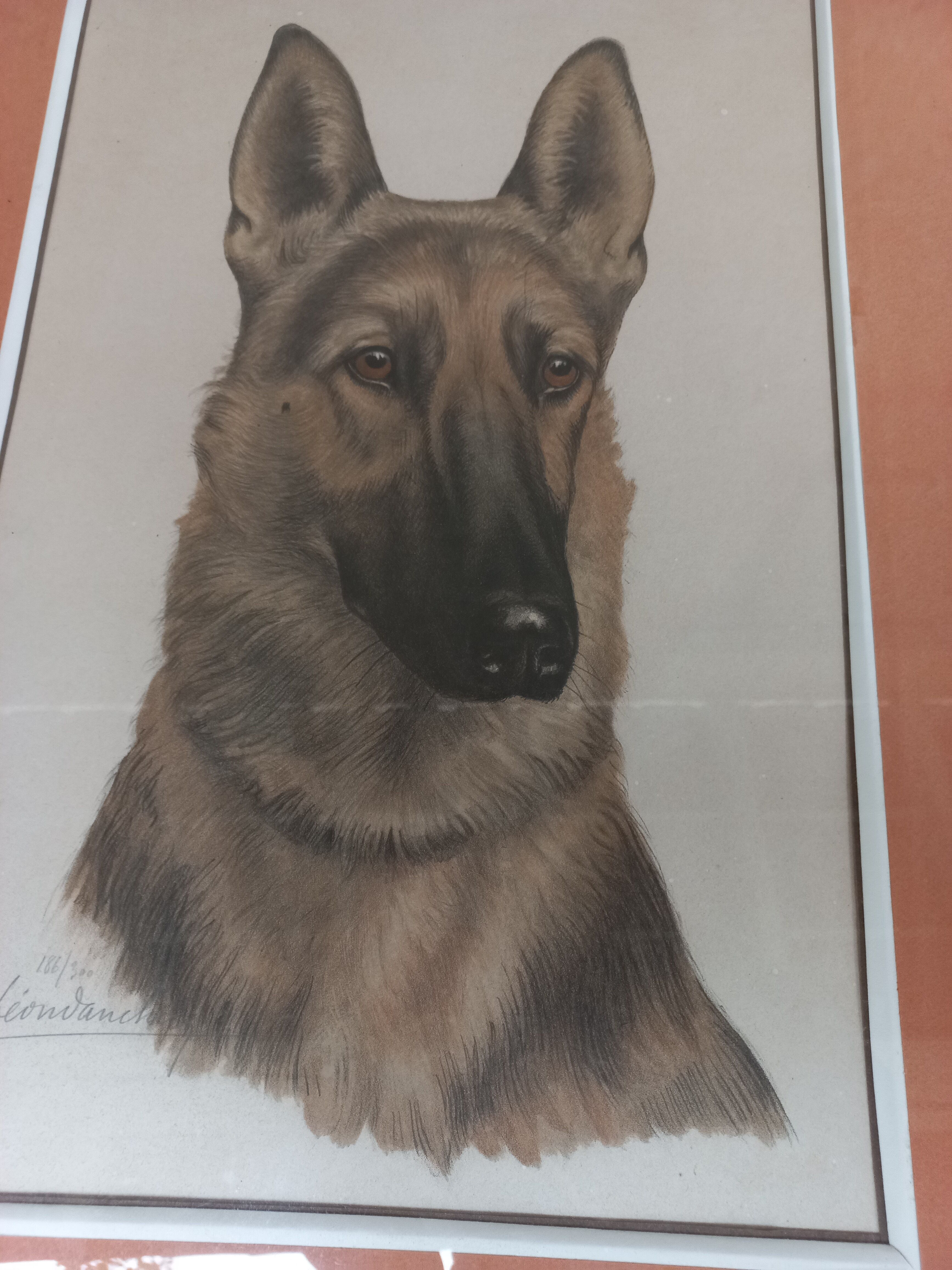 Léon DANCHIN (1887-1938) : GERMAN SHEPHERD Numbered and Signed Lithograph