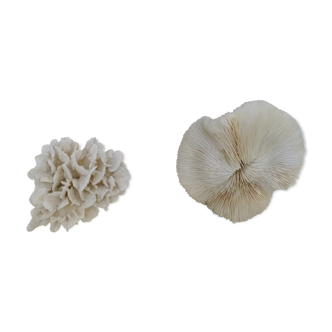 Coral coral