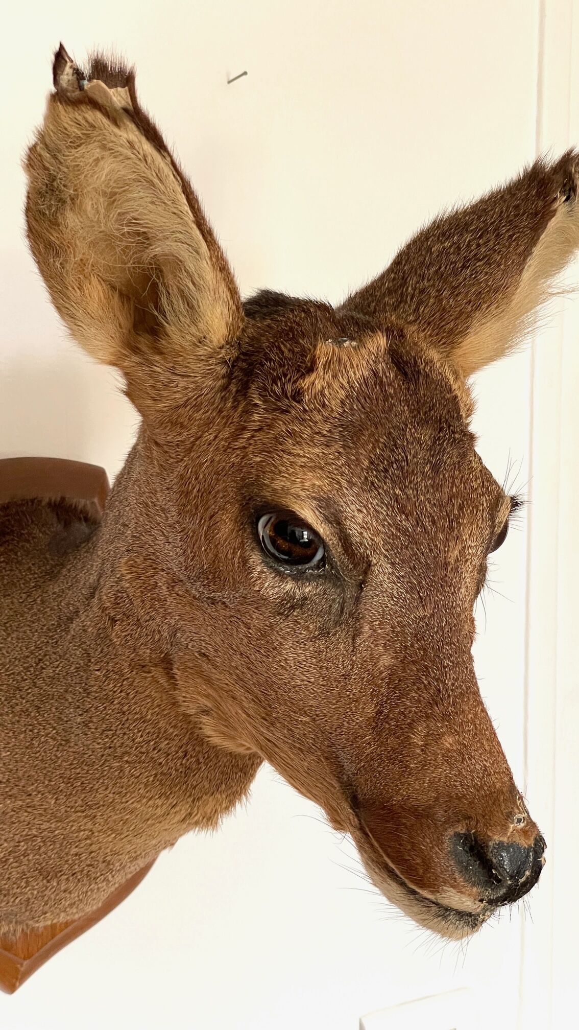 Decoration wall vintage taxidermy