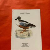 Botanical engraving birds double sided naturalist board