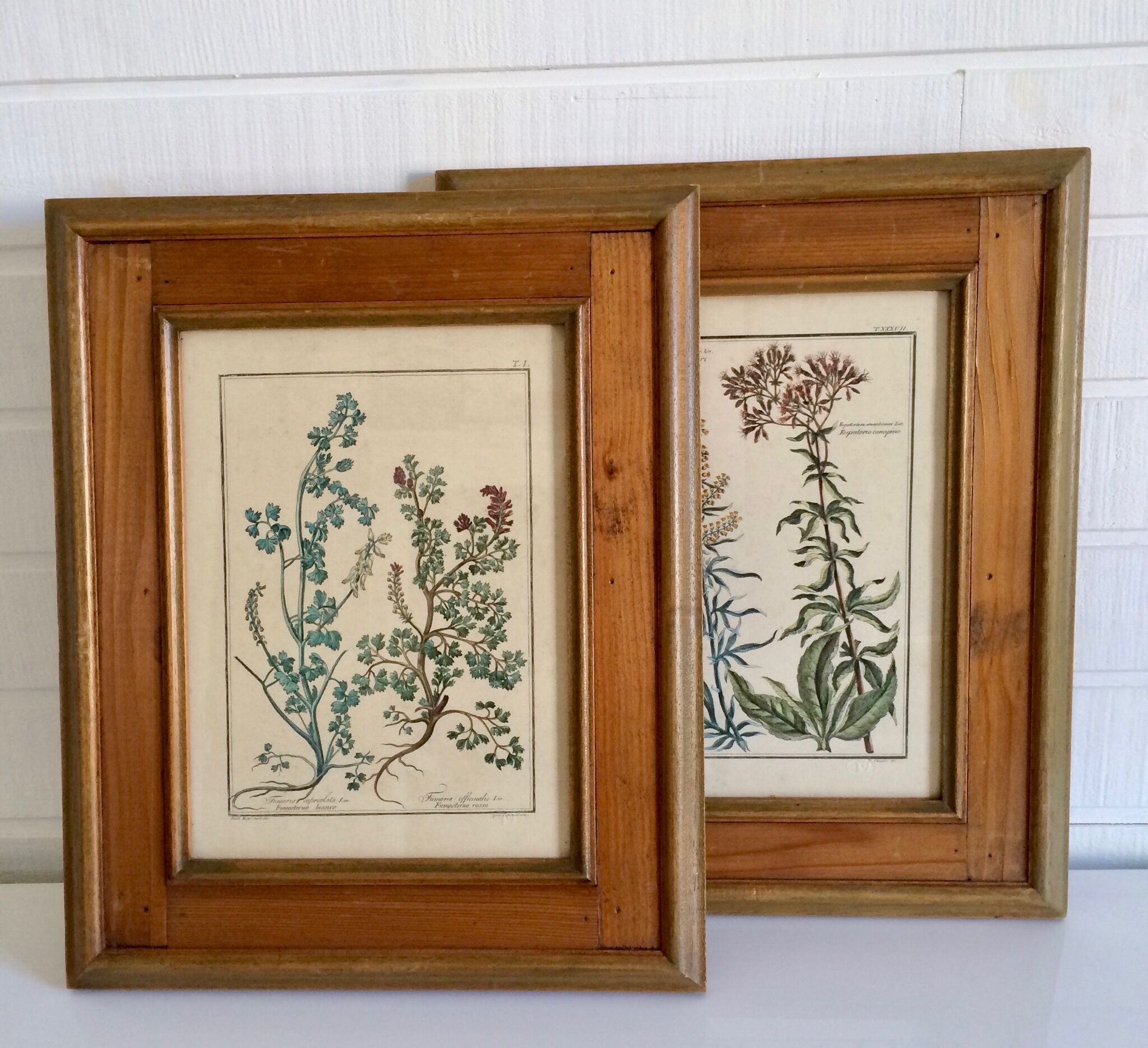 Framed botanical board