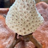 White Coral Skeleton