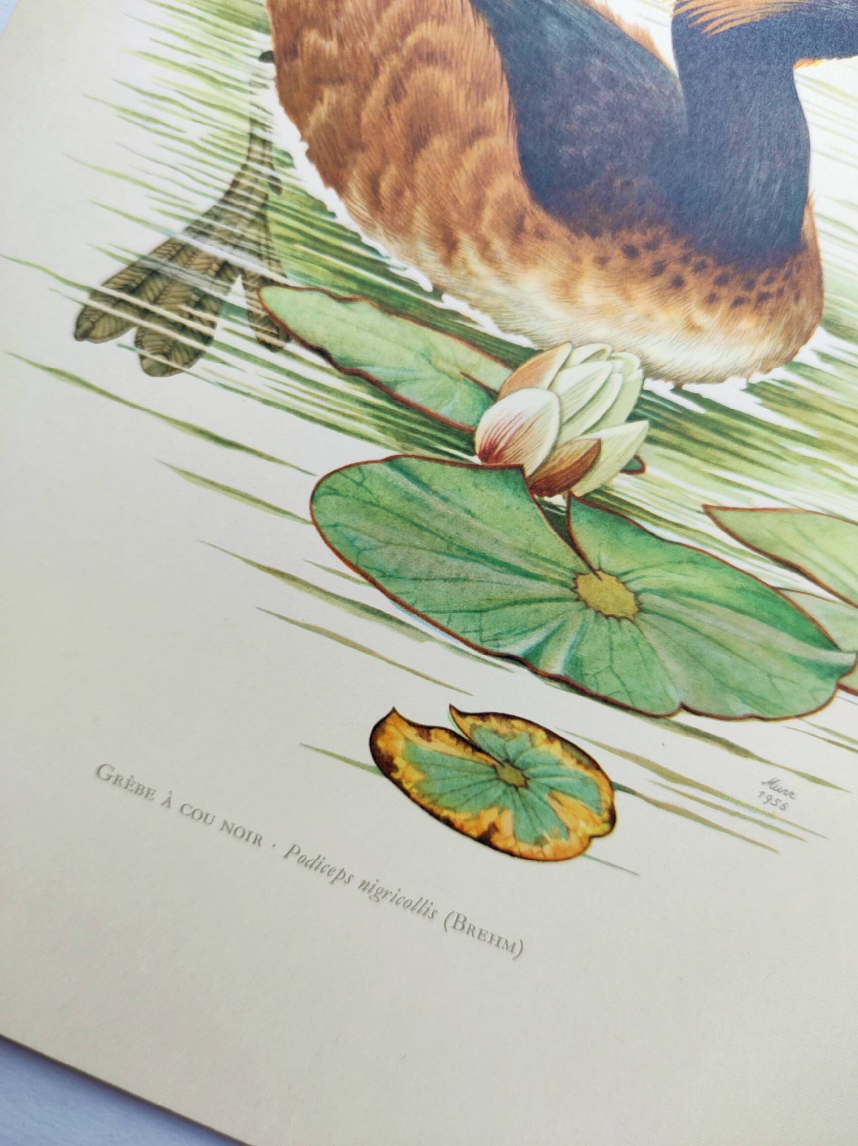 Antique bird plate from the 60s - Black-necked Grebe - Vintage illustration