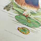 Antique bird plate from the 60s - Black-necked Grebe - Vintage illustration