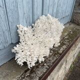 Grande corail blanc xxl