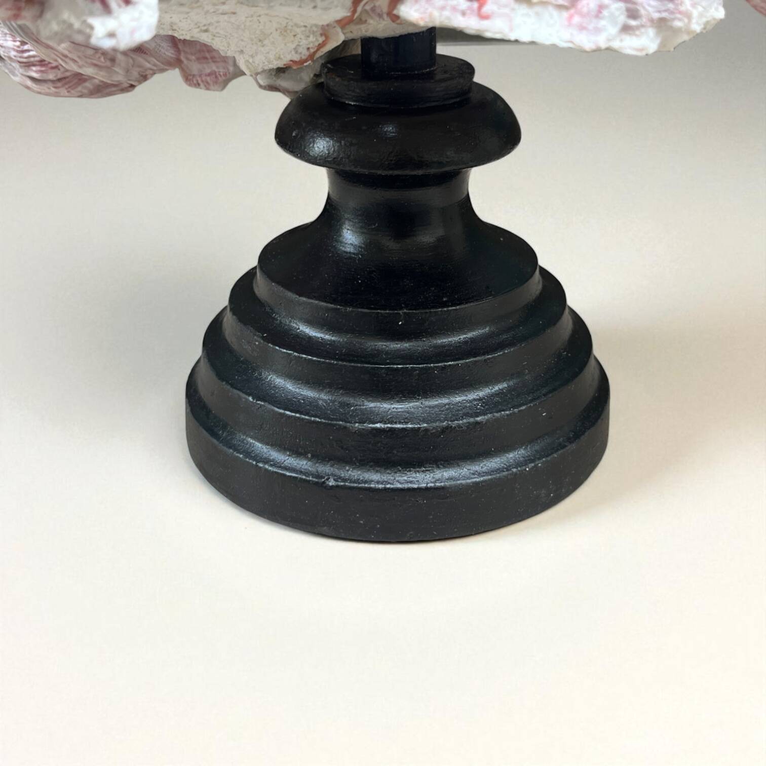 Barnacle block shell on a 19th-century wooden base - cabinet of curiosities