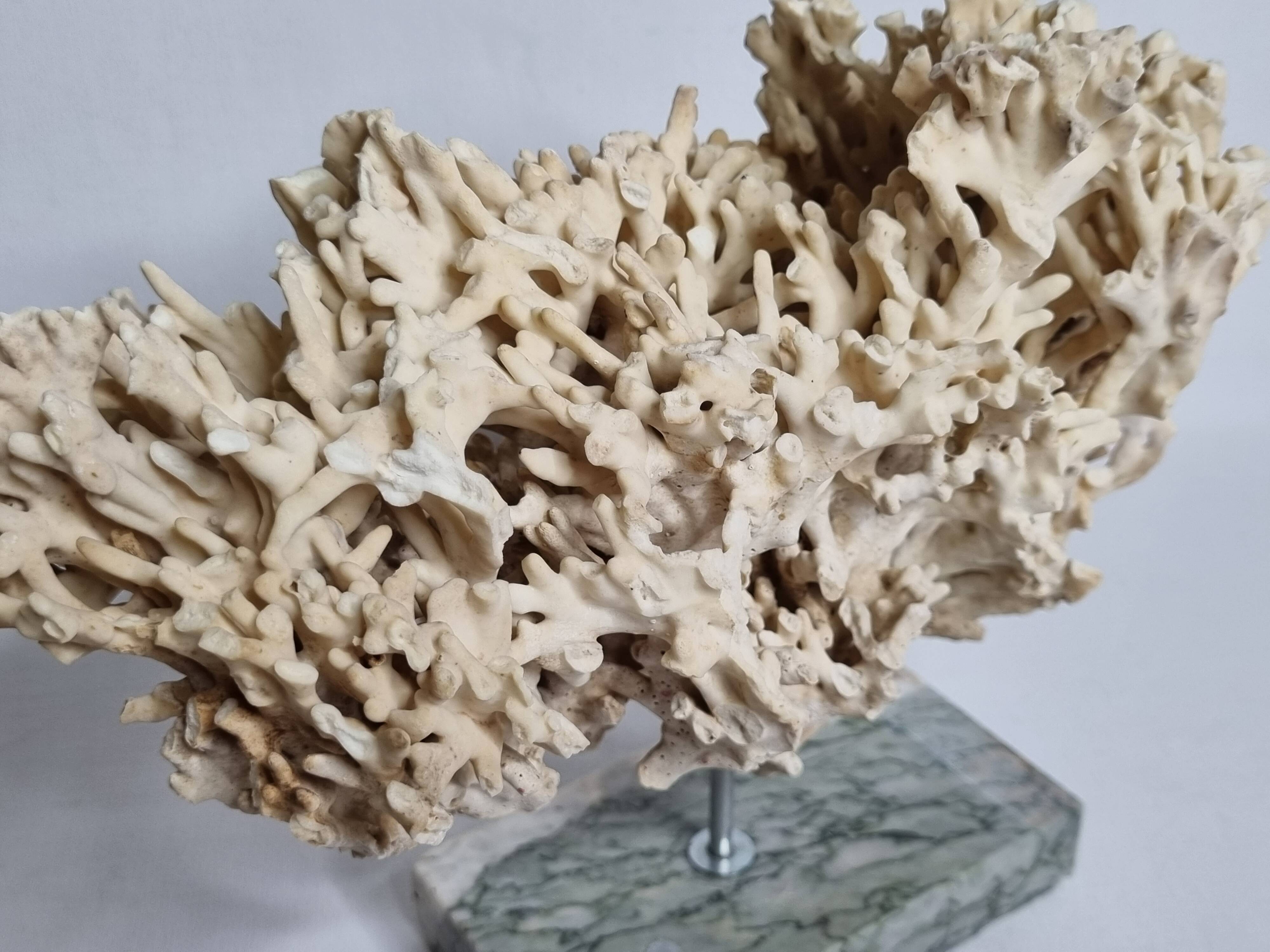Antique White Coral on Grey Marble Base, 21 cm