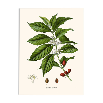 Vintage botanical illustration of Coffea Arabica coffee plant.