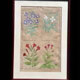 Gravure XVIIème originale sur cuivre, dessinée et gravée par Sweert