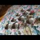 Lot de 8 coupes à glace inox