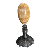 Cabinet of Curiosities macrocypraea zebra shell on a base