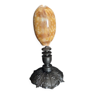 Cabinet of Curiosities macrocypraea zebra shell on a base