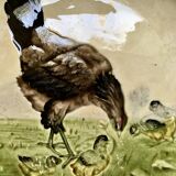 19th century majolica plate Hen and Chicks Choisy Le Roi