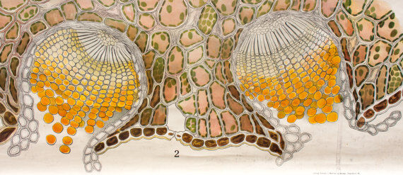 Botanical paintings Schmeils by Otto Schmeil 1899 poster
