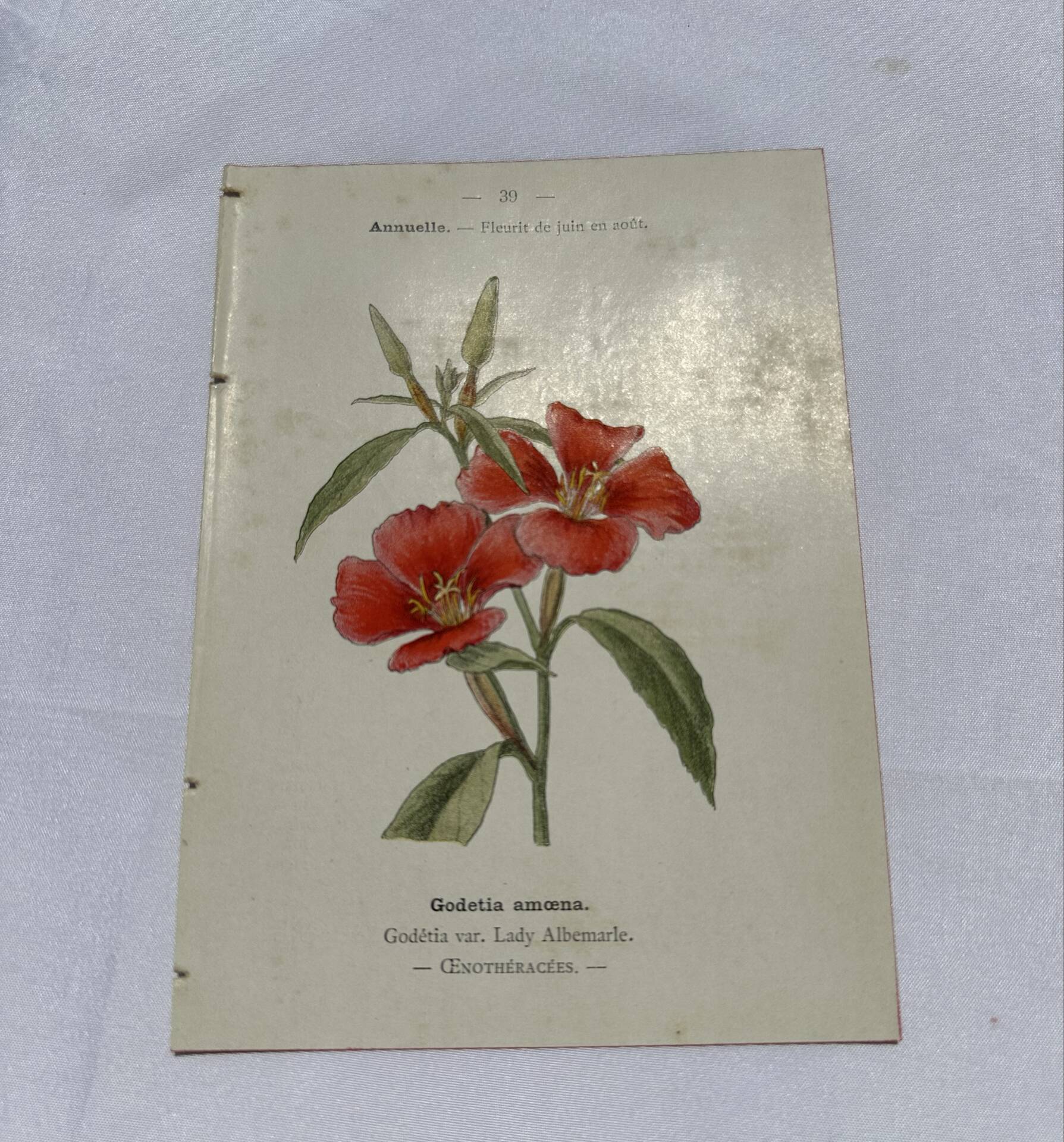 Gravure botanique double face planche naturaliste ancienne