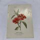 Gravure botanique double face planche naturaliste ancienne