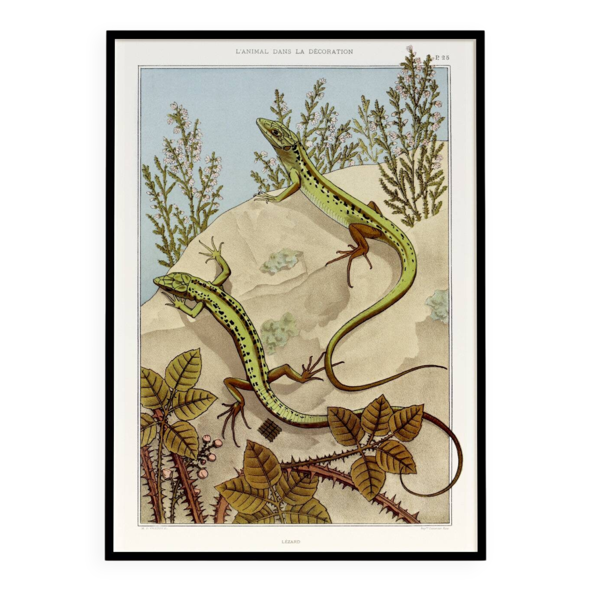 Poster “Lizard”, after an Art Nouveau lithograph from 1897