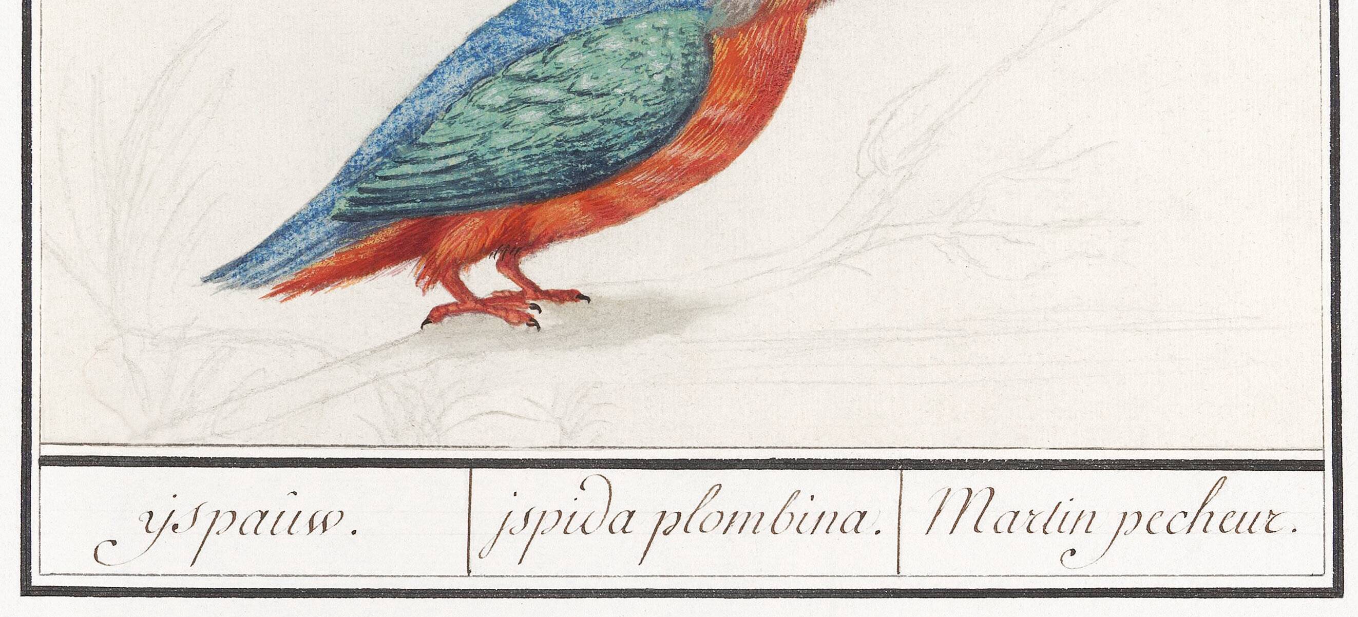 Small poster on the Kingfisher, after an old engraving from 1610.