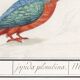 Small poster on the Kingfisher, after an old engraving from 1610.