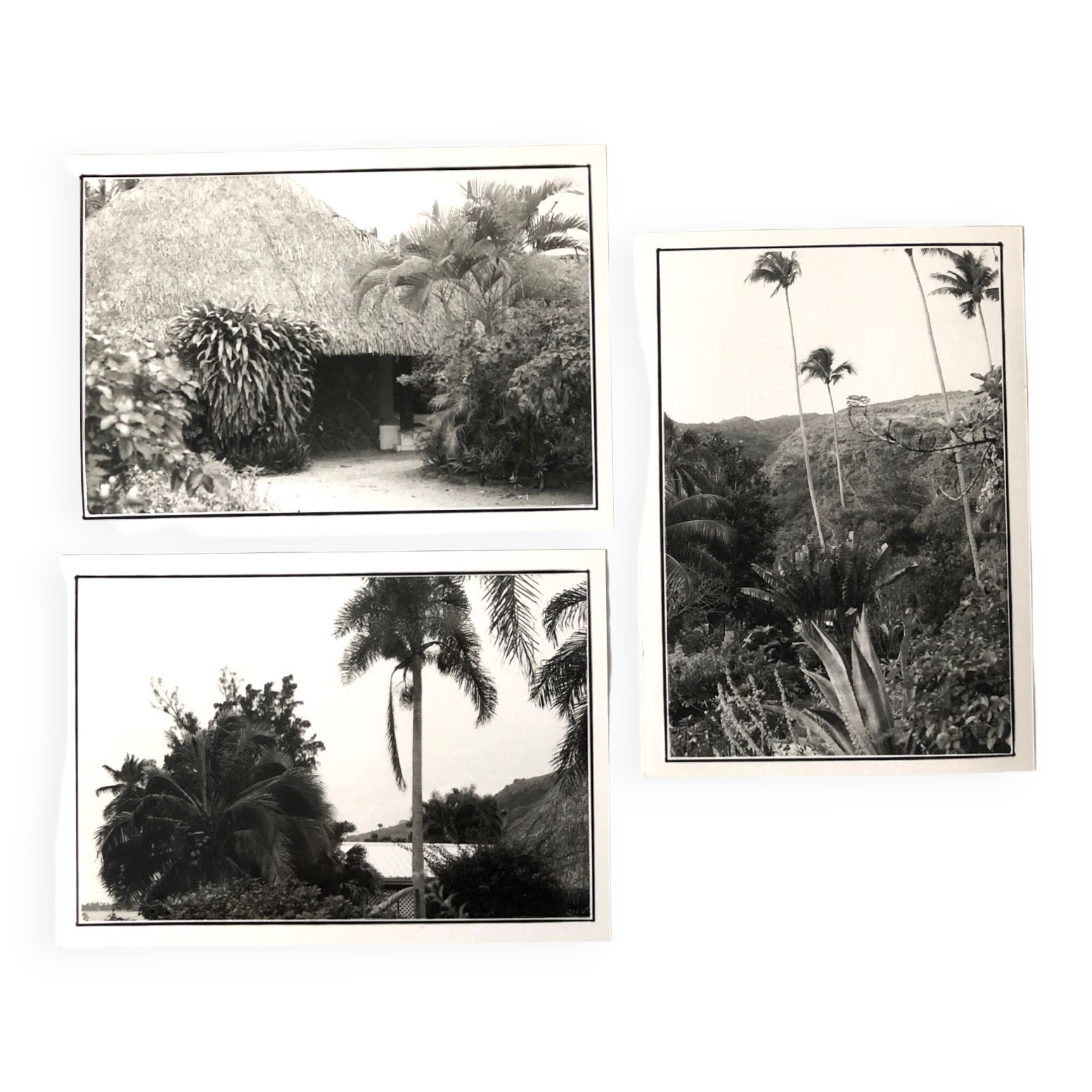Black & White Photos of Palms