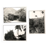Black & White Photos of Palm Trees