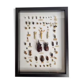 Collection d'insectes d'entomologiste 1920-1960