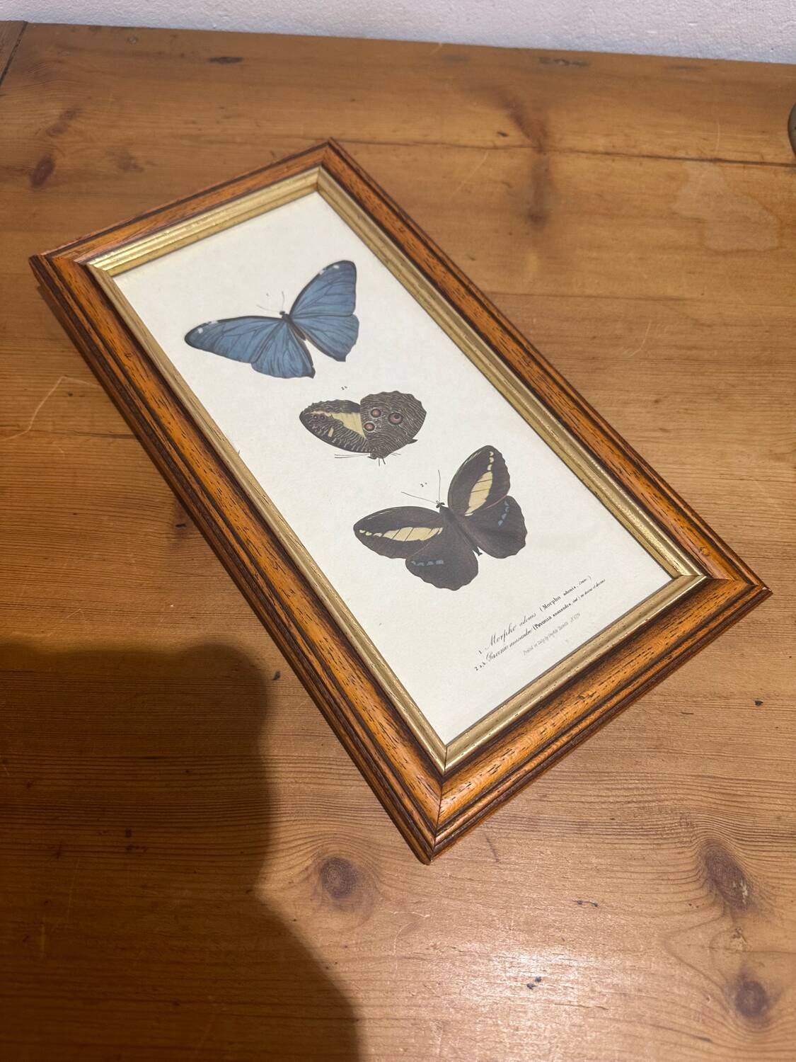 Butterflies lithograph frame